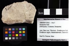 Foto (Objket + Etiketten) von Decapoda indet. 